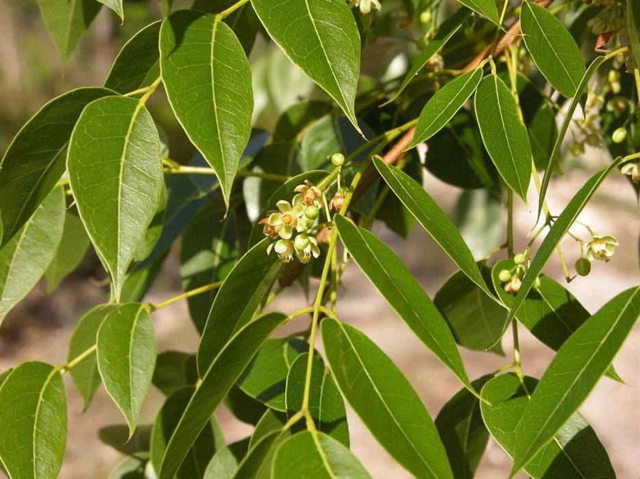Swietenia mahogany (Qg) Seeds, English -West Indian mahogany - CGASPL