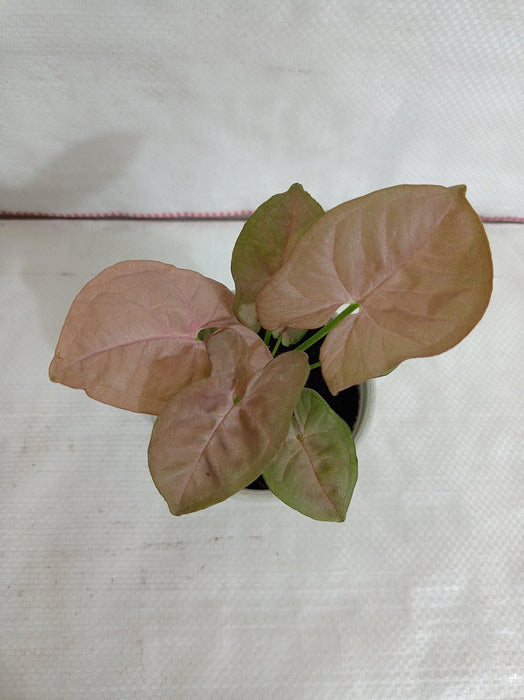 Syngonium Pink - Vibrant Variegated Leaves