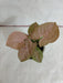 Syngonium Pink - Vibrant Variegated Leaves