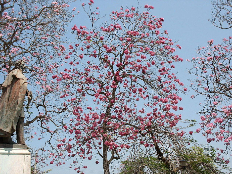 Tabebuia rosea Seeds ,Tabebuia Rosea - Light Pink, Hindi - Basant RanÃ¬ - CGASPL