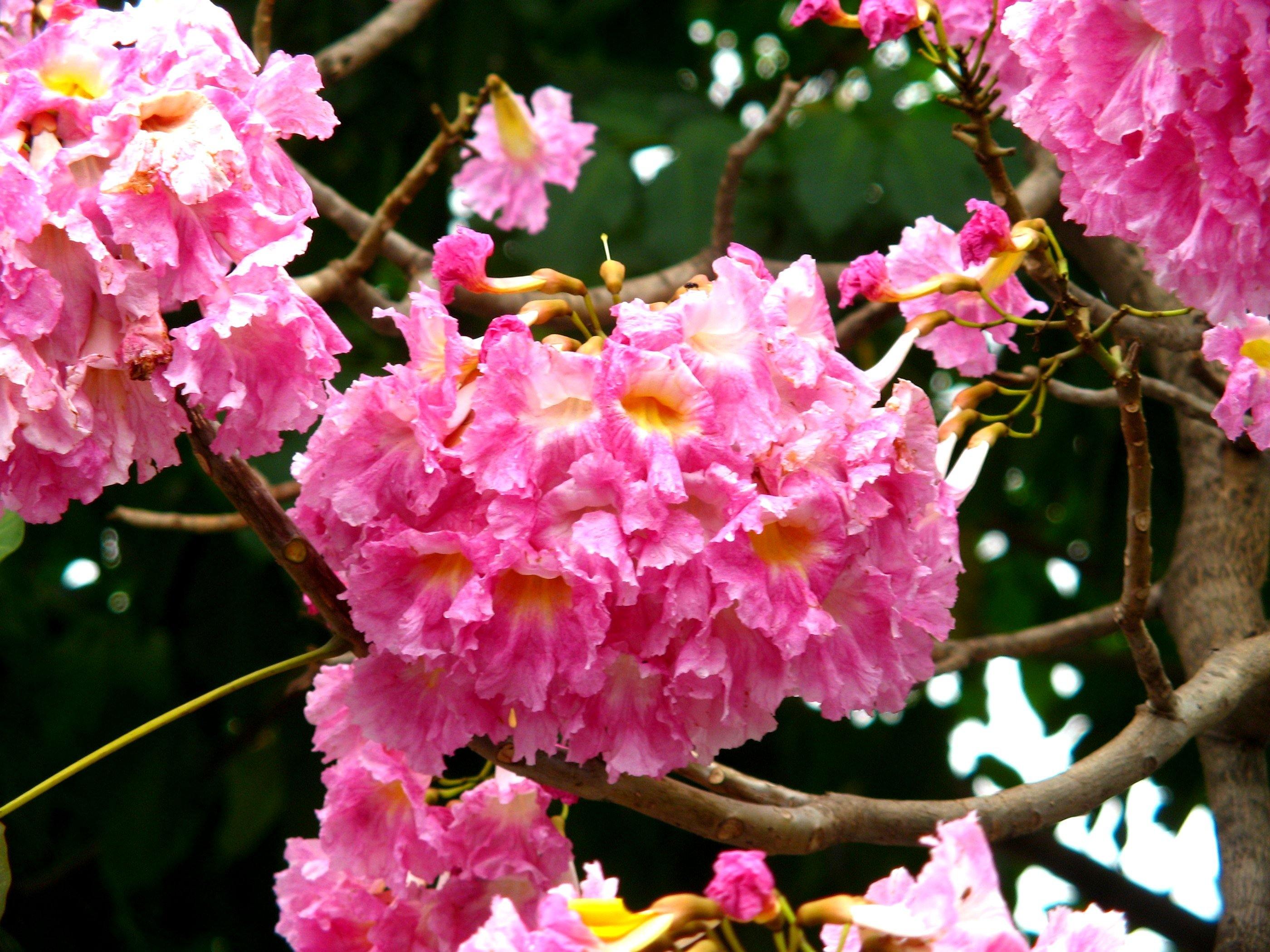 Tabebuia rosea Seeds-1 Kg – ChhajedGarden.com