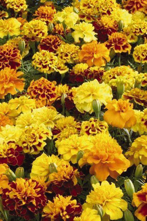 Marigold French Little Hero Mix Flower Seeds