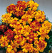 Marigold French Safari Bolero Flower Seeds - CGASPL