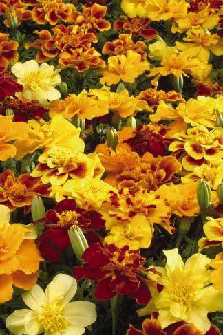 Marigold French Safari Mix Flower Seeds - CGASPL