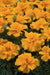 Marigold French Safari Orange Flower Seeds