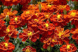 Marigold French Safari Red Flower Seeds - CGASPL