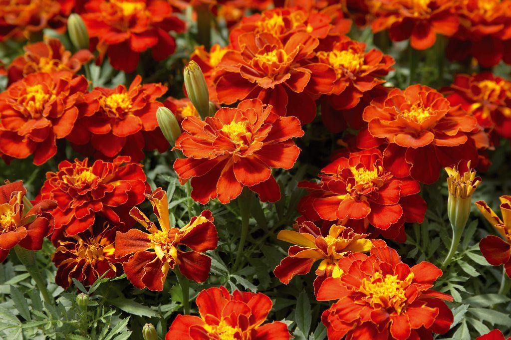 Marigold French Safari Red Flower Seeds - CGASPL