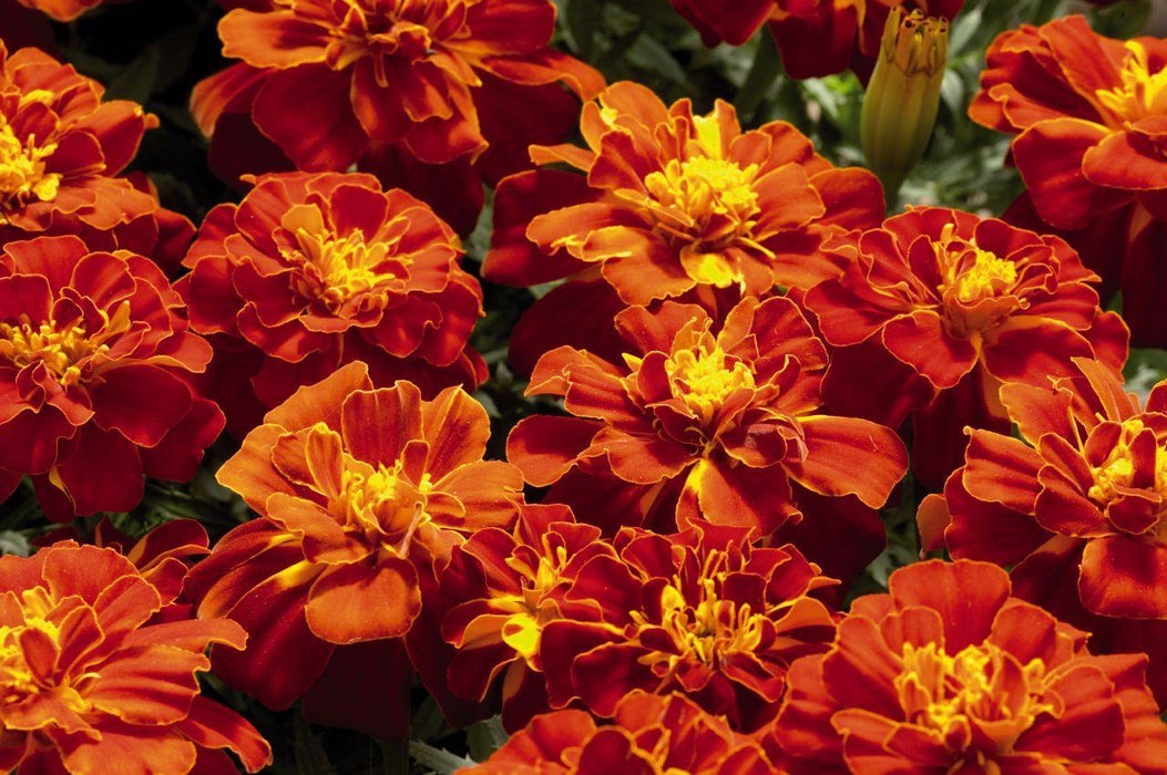 Marigold French Safari Red Flower Seeds