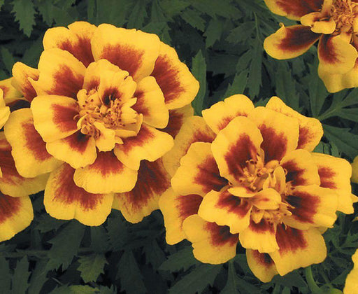Marigold French Safari Yellow Fire Flower Seeds - CGASPL