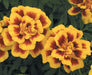Marigold French Safari Yellow Fire Flower Seeds - CGASPL