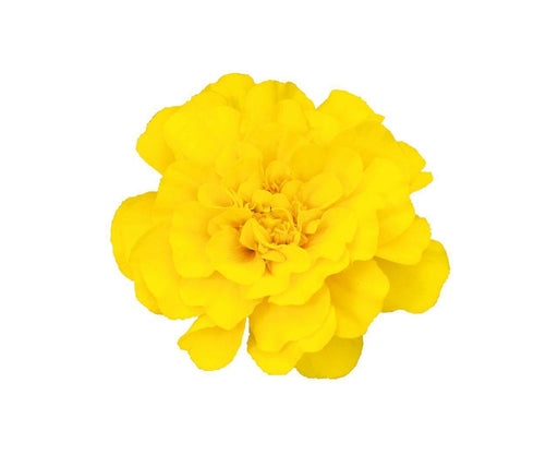 Marigold French Safari Yellow Flower Seeds - CGASPL