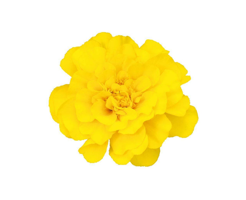 Marigold French Safari Yellow Flower Seeds - CGASPL