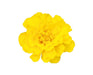 Marigold French Safari Yellow Flower Seeds - CGASPL