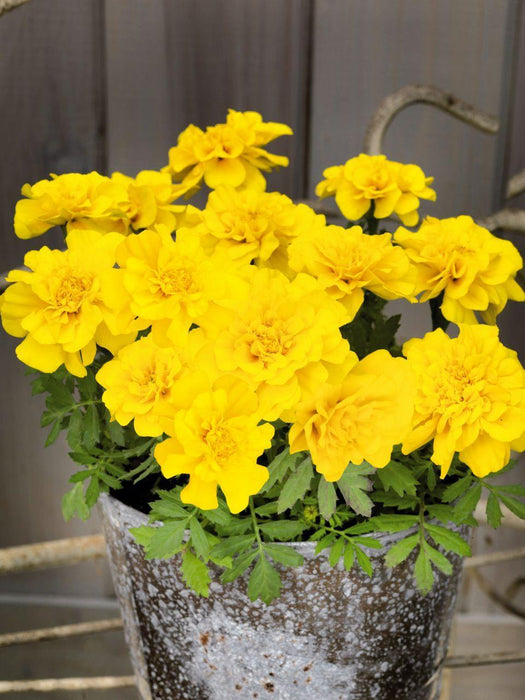 Marigold French Safari Yellow Flower Seeds - CGASPL