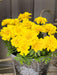 Marigold French Safari Yellow Flower Seeds - CGASPL