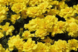 Marigold French Safari Yellow Flower Seeds