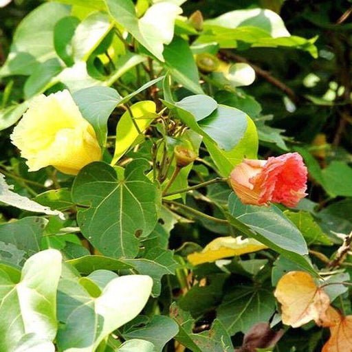 Thespesia populnea Seeds, Indian Tulip Tree seeds