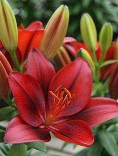 Lilium Asiatic Tiny Rocket Red Flower Bulbs (Pack of 10) - CGASPL