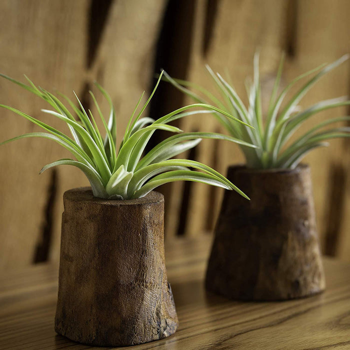tree of life air plant Buy Tree of Life