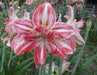 Amaryllis Double Tricolor Flower Bulbs (Pack of 6) - CGASPL