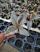 Ficus Elastica Variegated Rubber Plant - CGASPL