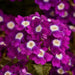 Verbena Quartz Violet Eye Flower Seeds