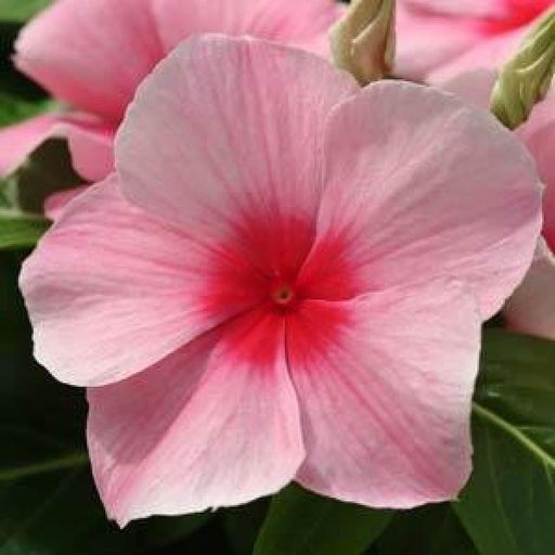 Vinca Mediterranean Strawberry Flower Seeds