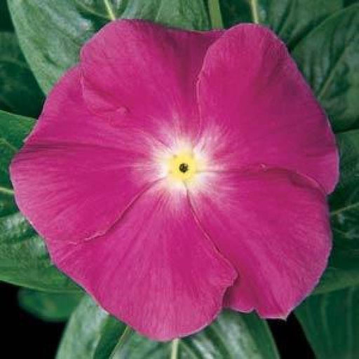 Vinca Mediterranean Deep Orchid Flower Seeds