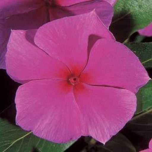 Vinca Mediterranean Lilac Flower Seeds