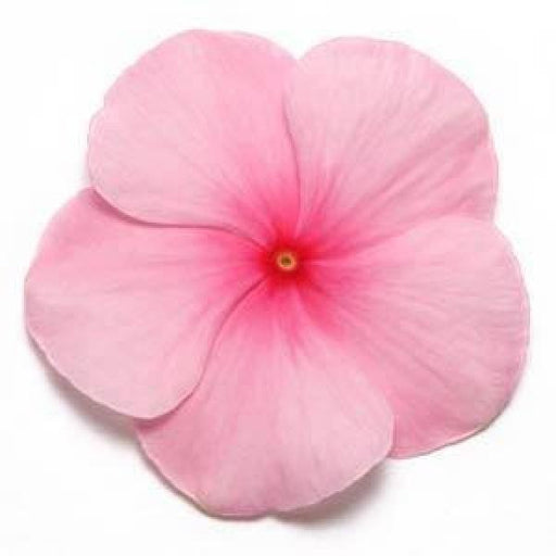 Vinca Pacifica Blush Flower Seeds