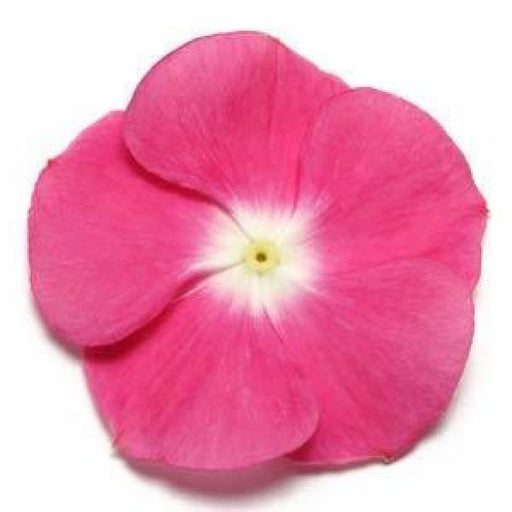 Vinca Pacifica  Magenta Halo Flower Seeds