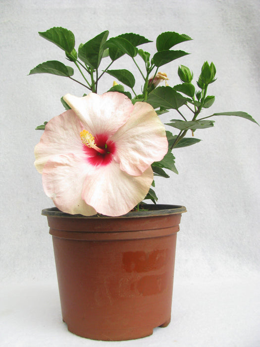 Hibiscus White-Pink Color Flowering Plant