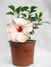 Hibiscus White-Pink Color Flowering Plant