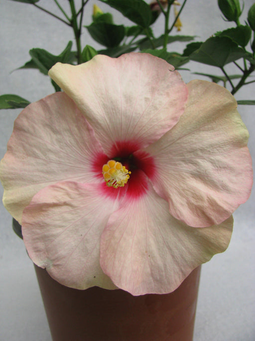 Hibiscus White-Pink Color Flowering Plant (Jaswand) - CGASPL