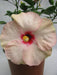 Hibiscus White-Pink Color Flowering Plant (Jaswand) - CGASPL