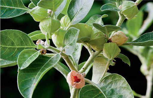 Withania somnifera dunal seeds - CGASPL