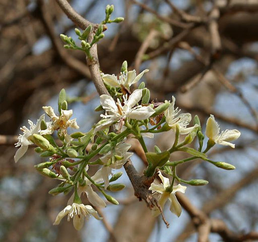 Wrightia tinctoria Seeds, Dyerss Oleander Seeds