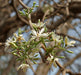 Wrightia tinctoria Seeds, Dyerss Oleander Seeds