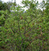 Wrightia tinctoria Seeds, Dyerss Oleander Seeds - CGASPL