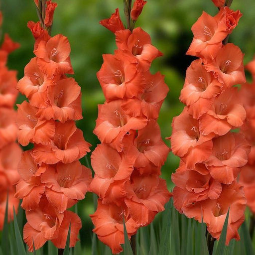 Gladiolus Orange Color Flower Bulbs (Pack of 12 Bulbs) - CGASPL