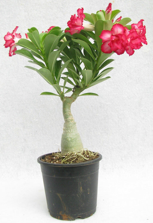DL 81 Adenium Double Layer Dark Pink With White Strike Flower Plant
