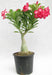 DL 81 Adenium Double Layer Dark Pink With White Strike Flower Plant
