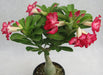 DL 81 Adenium Double Layer Dark Pink With White Strike Flower Plant - CGASPL