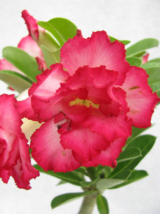 DL 81 Adenium Double Layer Dark Pink With White Strike Flower Plant - CGASPL