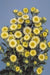 Aster Matsumoto Yellow Flower Seeds