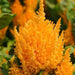 Celosia Plumosa First Flame Yellow Flower Seeds