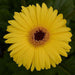 Gerbera Mega Revolution Yellow Dark Eye Flower Seeds
