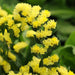 Statice QIS Yellow Flower Seeds