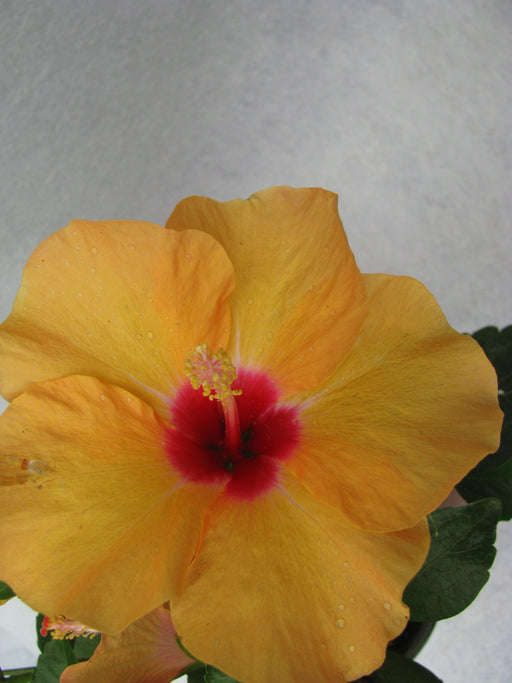 Hibiscus Yellow Color Flowering Plant (Jaswand) - CGASPL