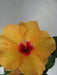 Hibiscus Yellow Color Flowering Plant (Jaswand) - CGASPL